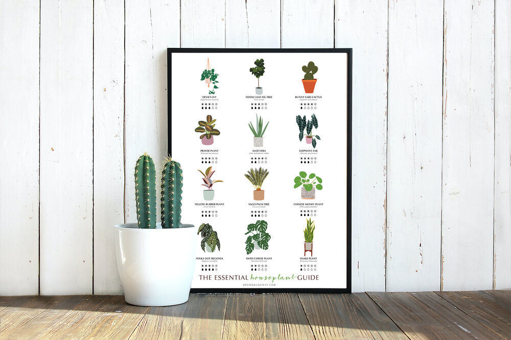 The Essential Houseplant Guide