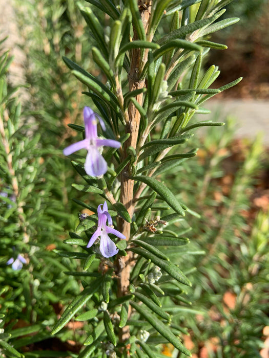 3 rustic rosemary bundles, five stems each.  For table decor, cooking, wreath making, and more!