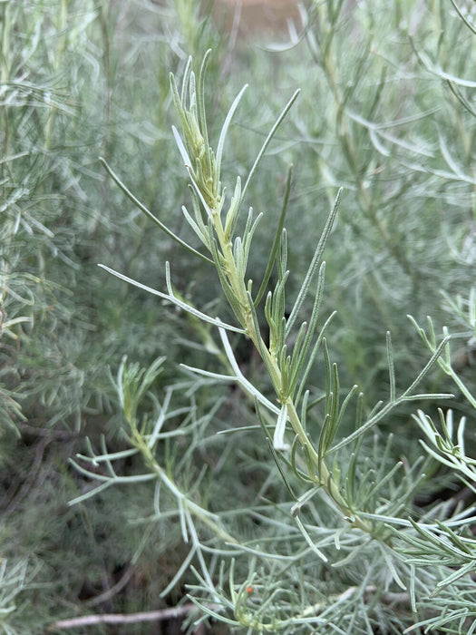 Fresh organic California sagebrush (Artemisia californica).  5 stems, wonderful scent of the California hills.