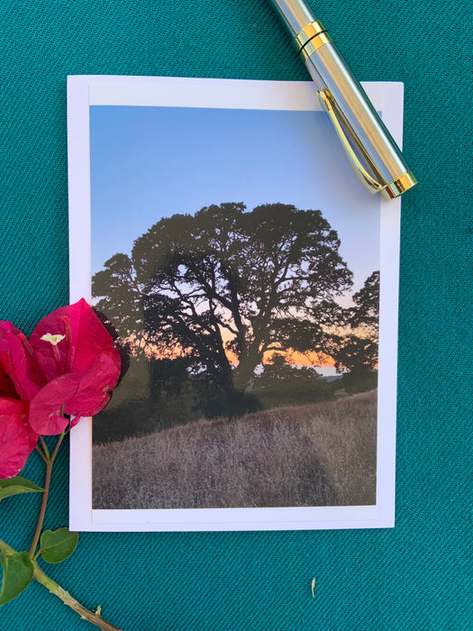 Original photography greeting card - gorgeous oak backlit by sunset