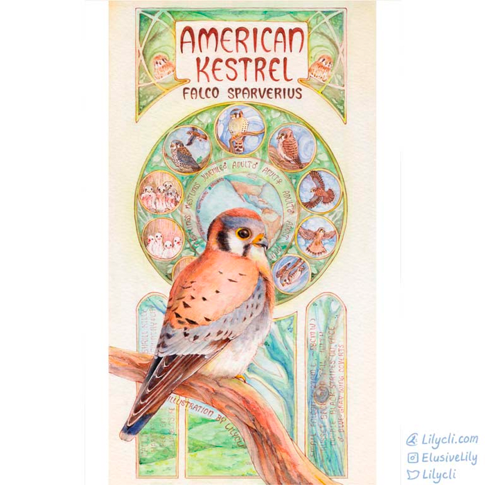 American Kestrel Poster Print