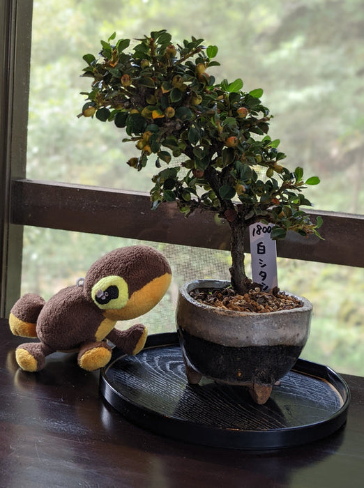 bonsai tree plush Noot Plush Keychain — San José Made