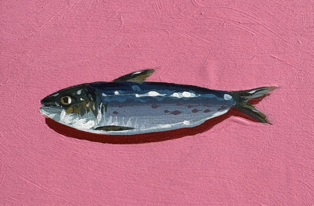 Pink Sardine Postcard