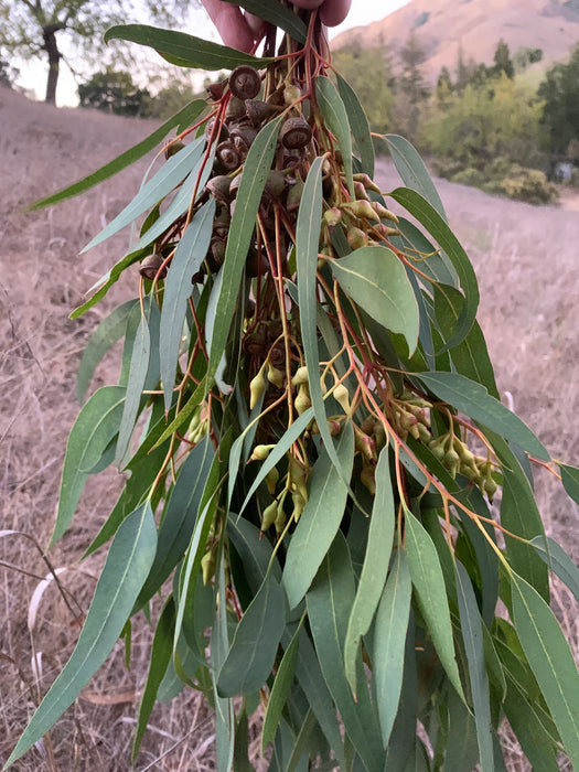 Fresh Eucalyptus stems - great for aromatherapy, shower / spa, natural sinus remedy.  Pretty enough to display in a vase or as a table centerpiece!