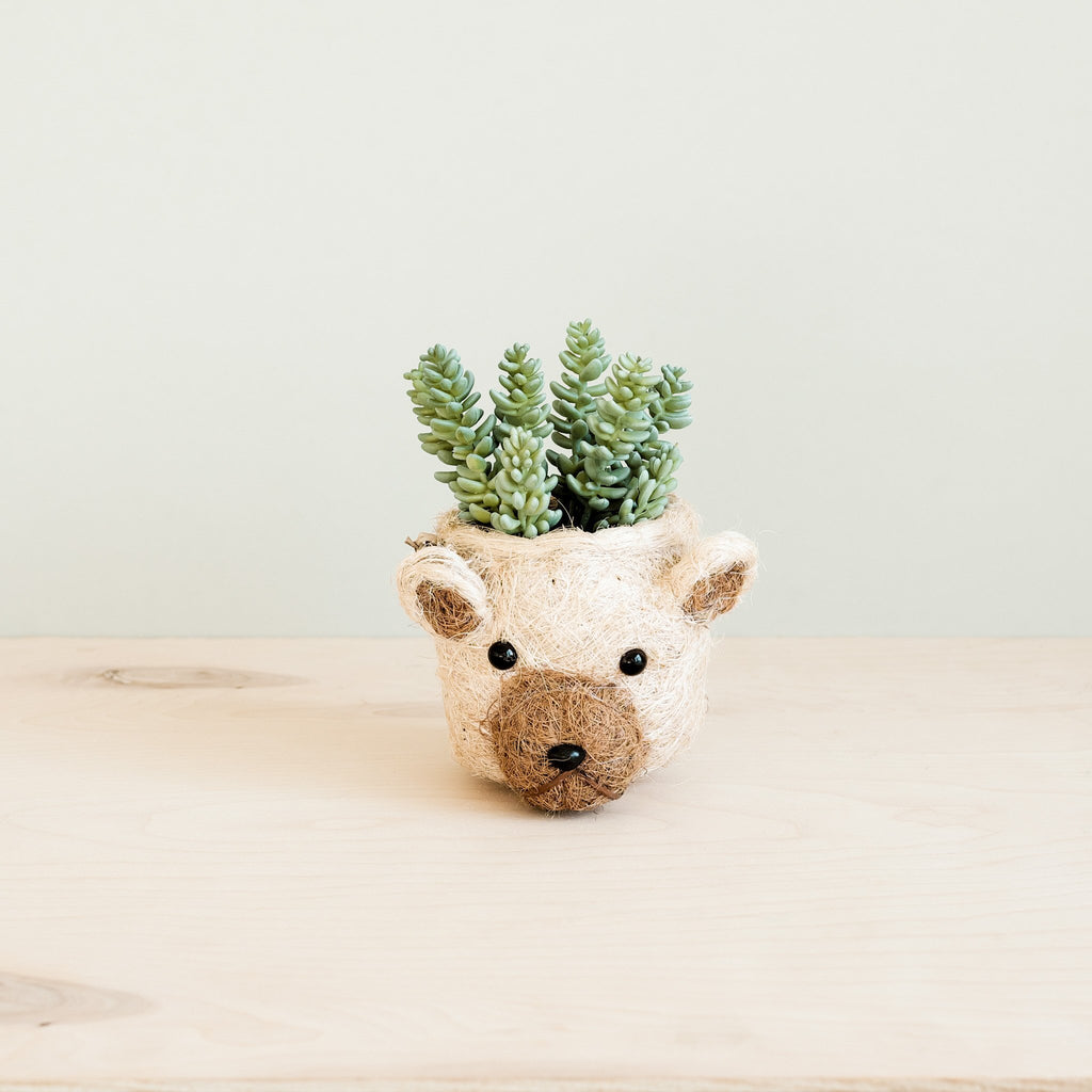 bear plant pot Animal Planter