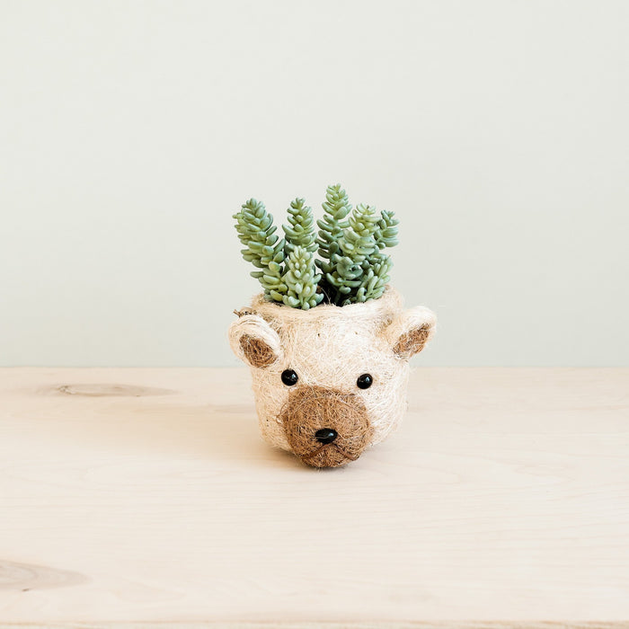 Animal Planter - Bear Mini Pot
