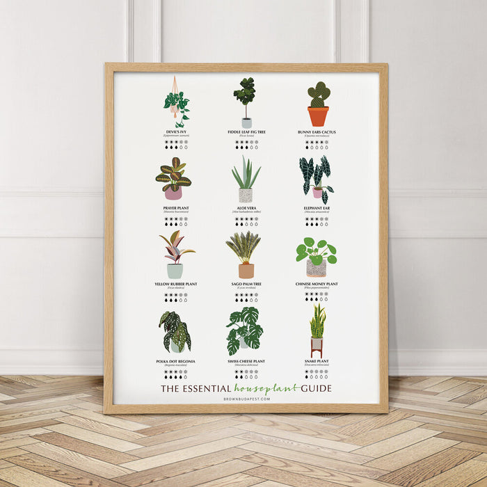 house plant guide The Essential Houseplant Guide — San José Made