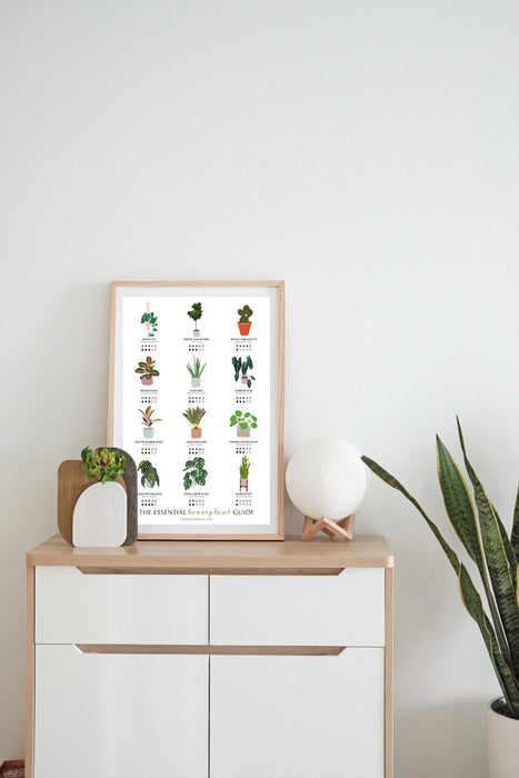 The Essential Houseplant Guide