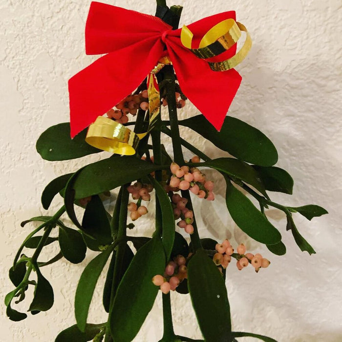 Genuine mistletoe ornament