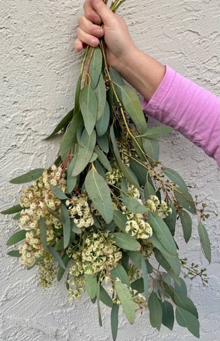 Fresh seeded eucalyptus stems - wonderful for any event or home decor! 10 stem bouquet with satin ribbon.