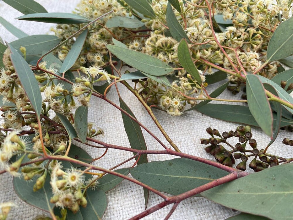 Fresh seeded eucalyptus stems - wonderful for any event or home decor! 10 stem bouquet with satin ribbon.