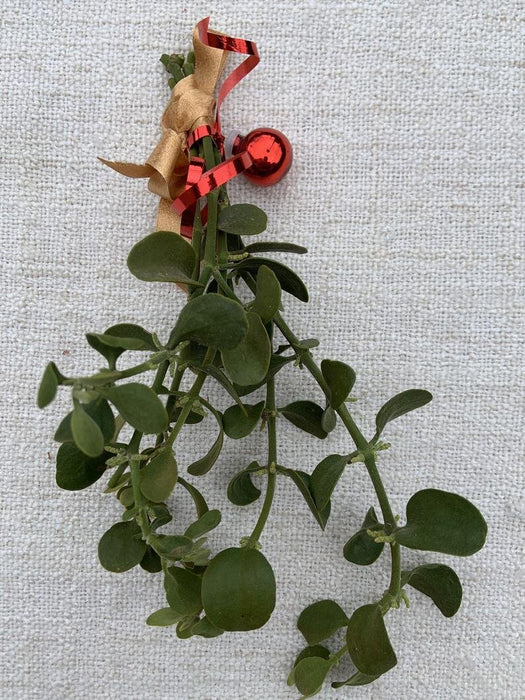 Fresh Christmas Mistletoe - all natural, freshly cut living mistletoe.  Perfect for hanging above stockings or home holiday decor.