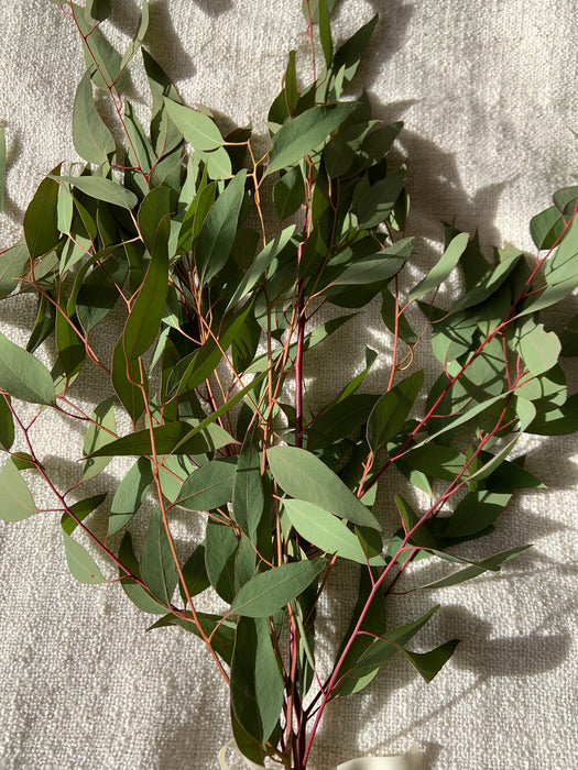 Fresh Eucalyptus stems - great for aromatherapy, shower / spa, natural sinus remedy.  Pretty enough to display in a vase or as a table centerpiece!