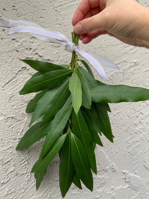 Fresh California bay laurel stems - housewarming gift, wonderful aromatic wreath-making, cooking spices, rustic home decor