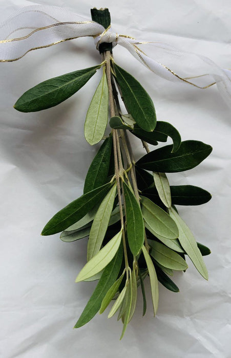 Olive Foliage (10 Stems) - 5 Different Length Options