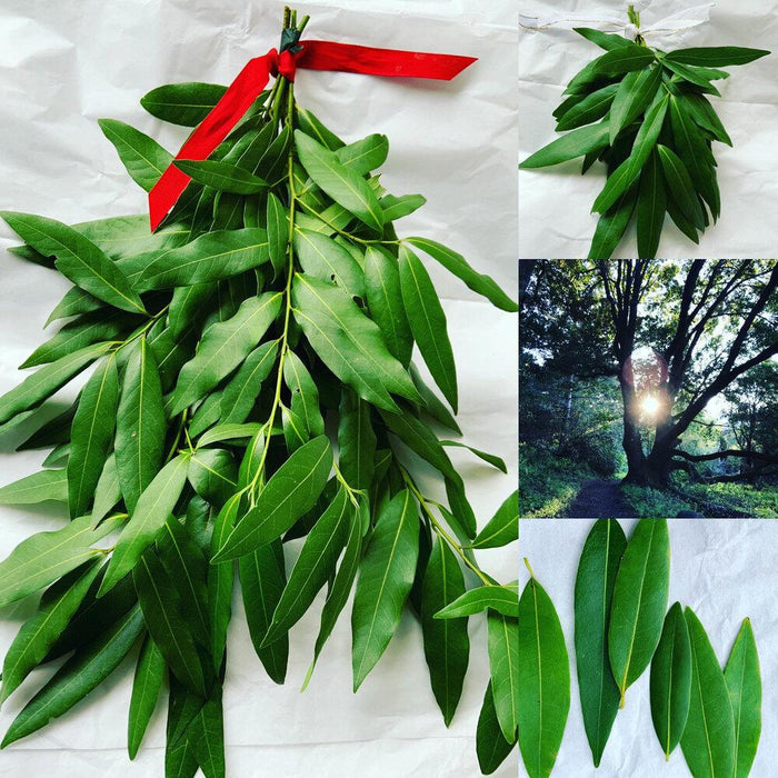 Fresh California bay laurel stems - housewarming gift, wonderful aromatic wreath-making, cooking spices, rustic home decor