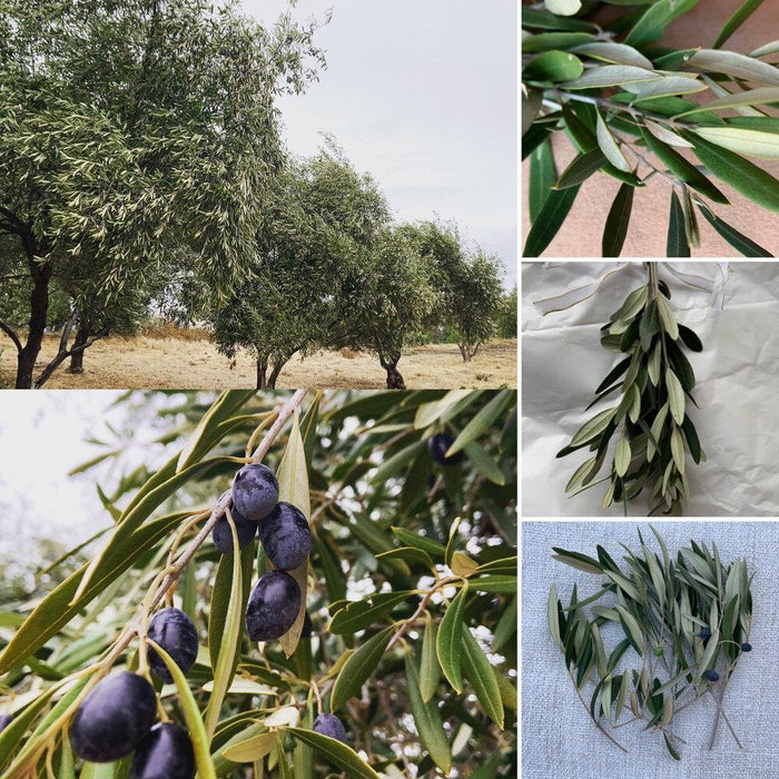 Olive Foliage (10 Stems) - 5 Different Length Options