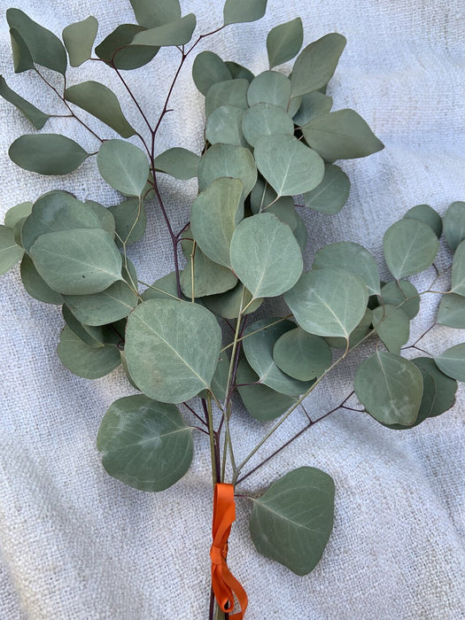 Silver dollar Eucalyptus - fresh or dried - available in individual leaves for scattering or stems for home decor.