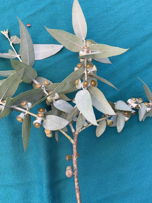 10 stems of silver gum eucalyptus (Eucalyptus crenulata) with seed pods - spectacular home decor and one of the purest eucalyptus scents out of all the different species!  Available fresh or dried.