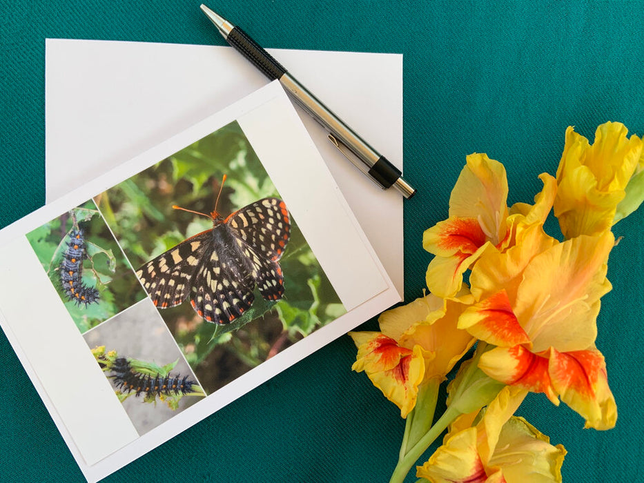 Original photography greeting card - checkerspot caterpillar and butterfly