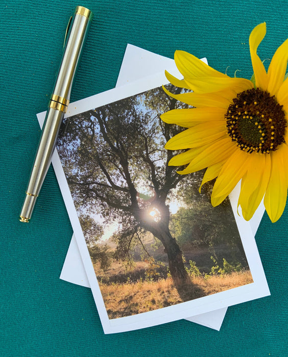 Original photography greeting card: golden sun in the heart of an oak.