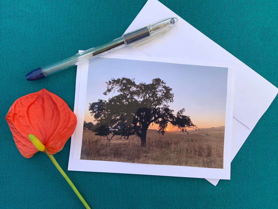 Original photography greeting card - valley oak in the sunset