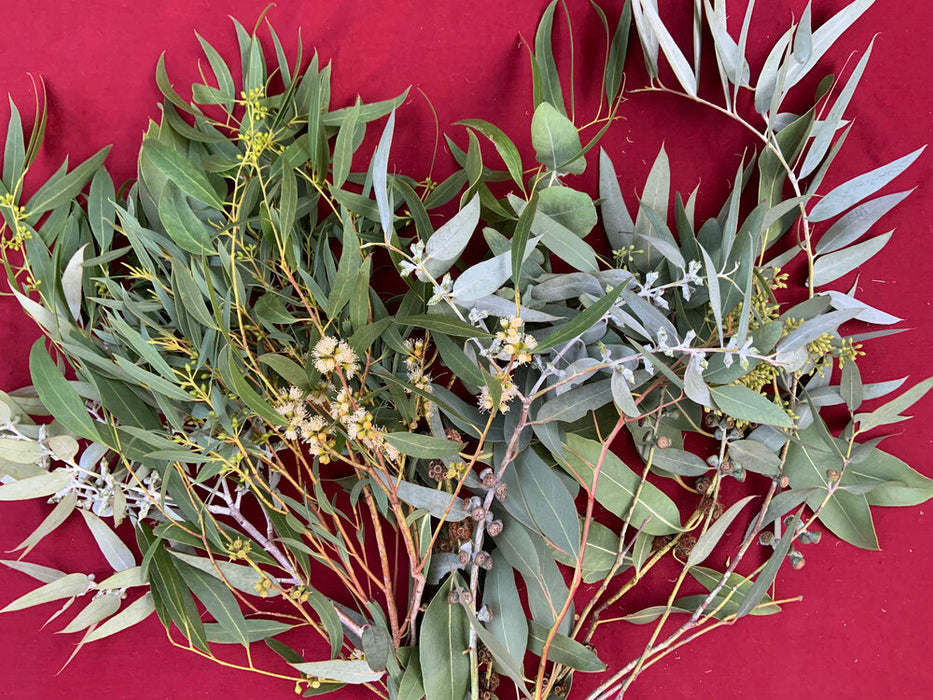 Eucalyptus lovers FRESH  bouquet -  big and beautiful!  10 stems, mixed species, long-lasting and fragrant!